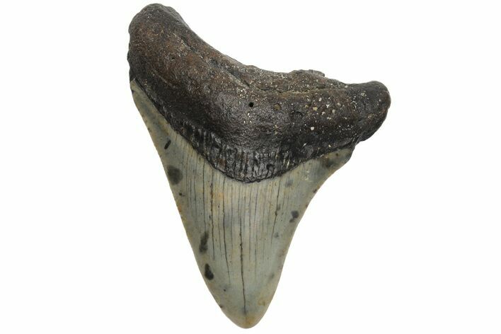 Juvenile Megalodon Tooth - North Carolina #210129